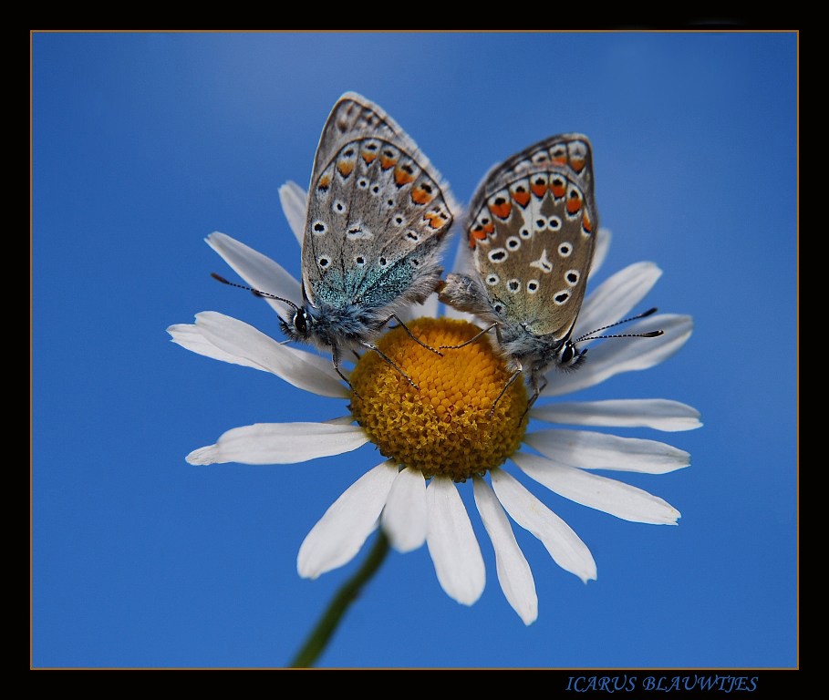 parende icarus blauwtjes