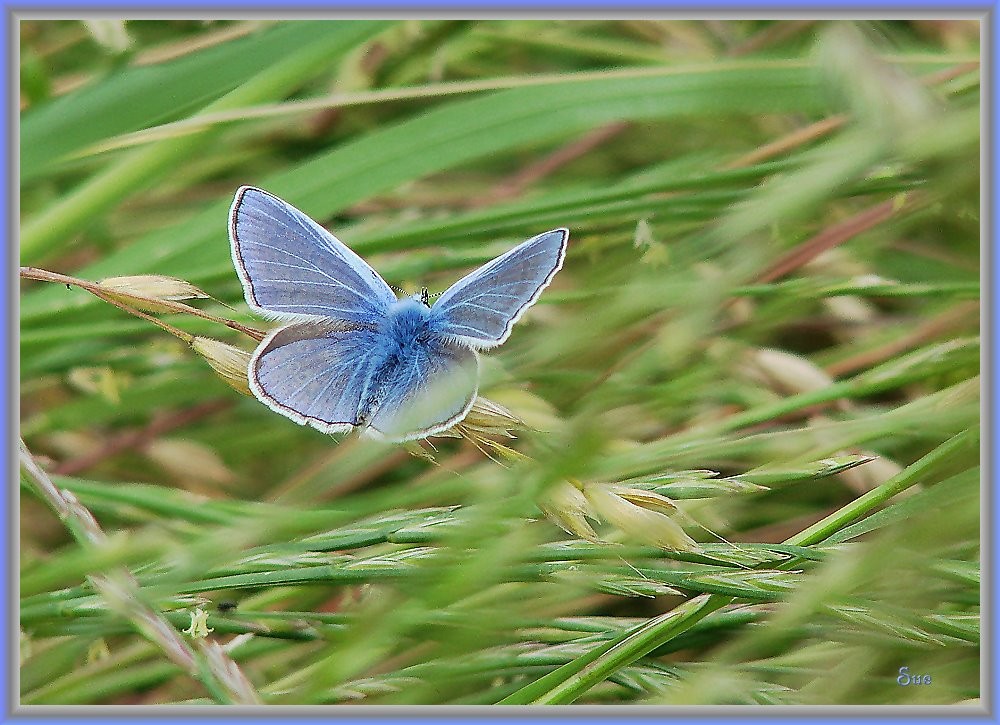 Bläuling in der Wiese