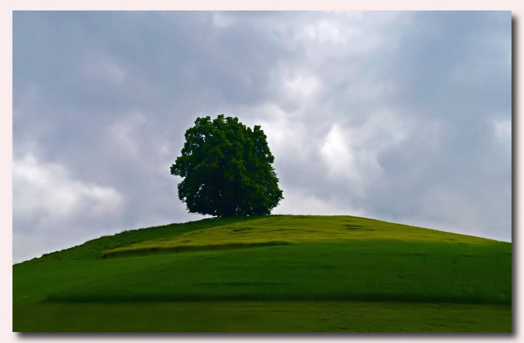 Ein schweizer Baum, allein auf weiter Flur