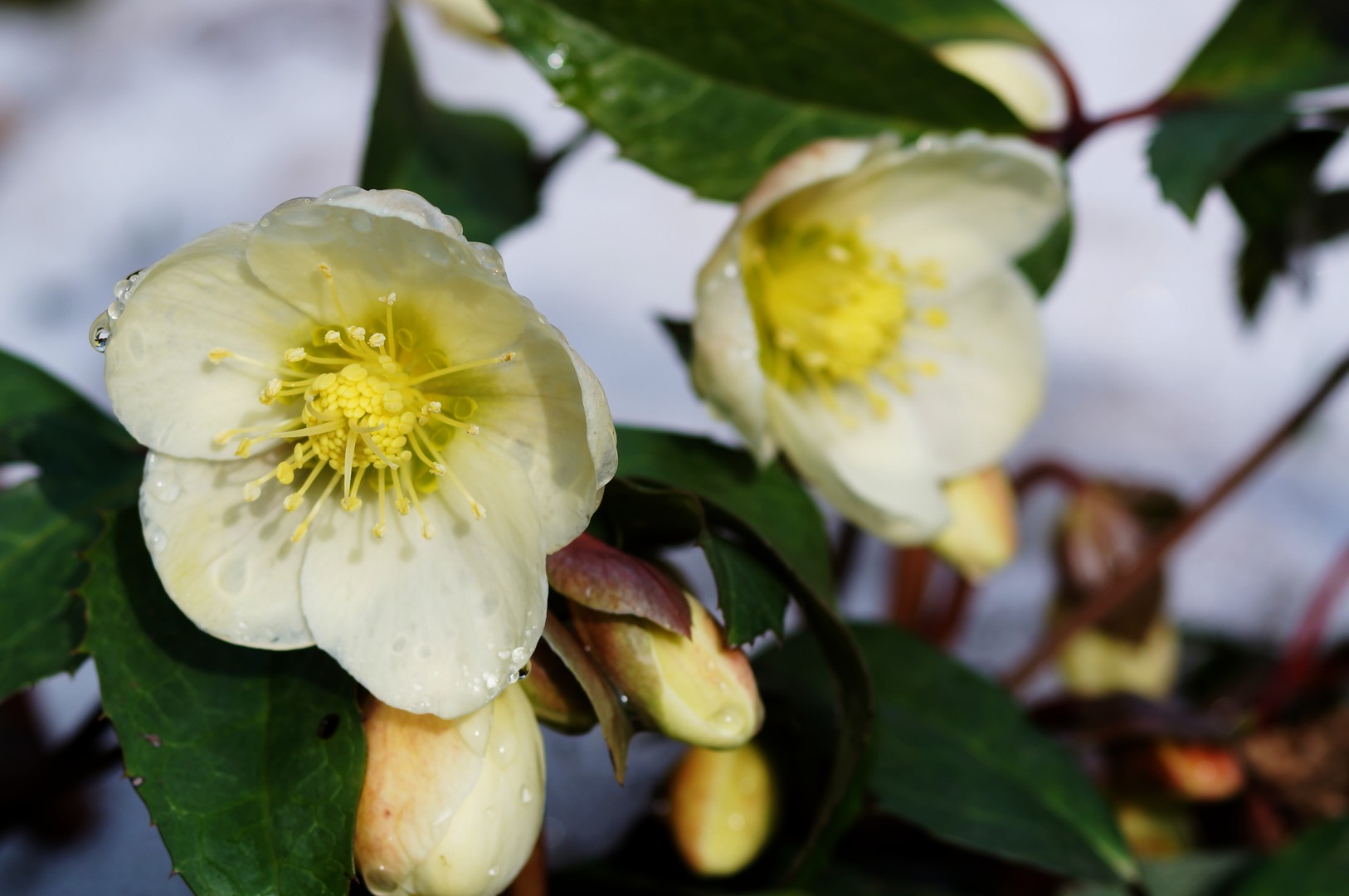 Christrose - Helleborus niger