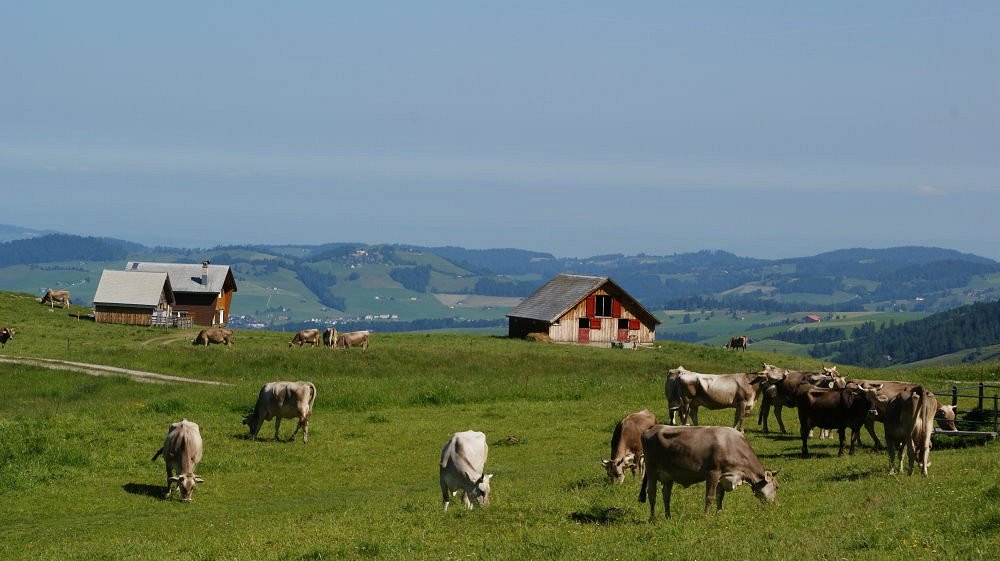 Auf der Alp