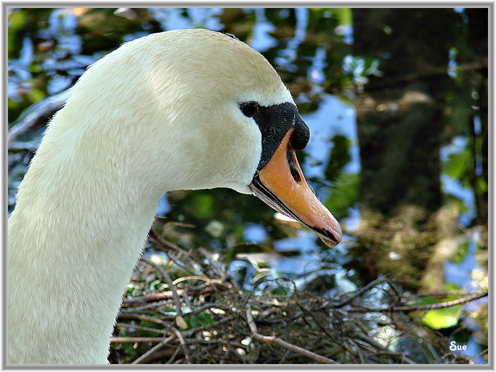 Portrait eines Brütenden Schwans