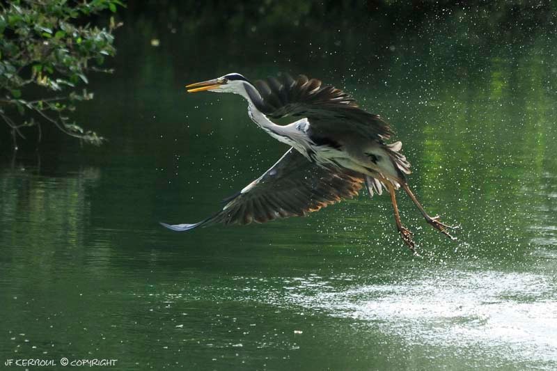 Envol Heron