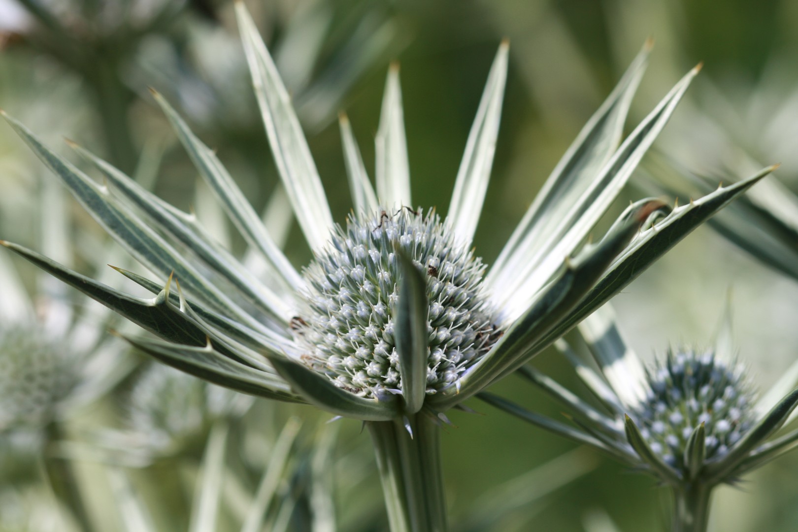 fleur de chrome