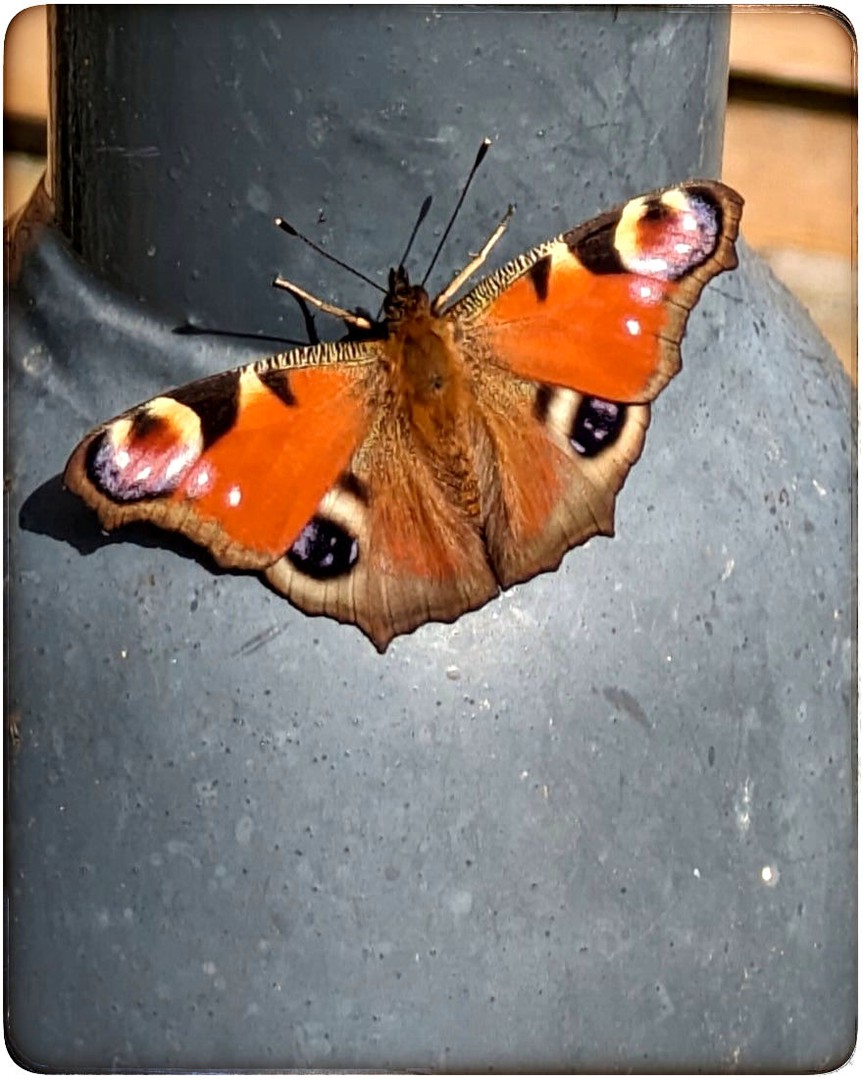 Schmetterling