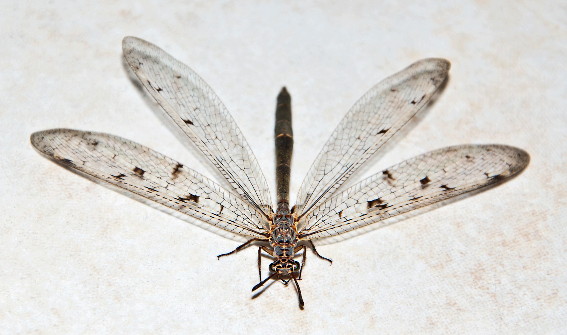 Odonata