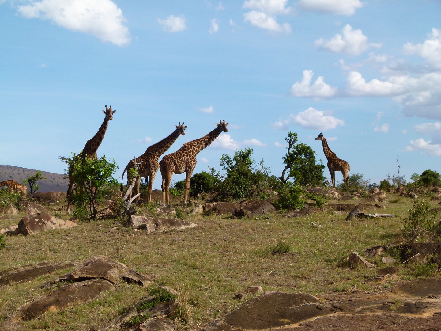 Giraffenfamilie