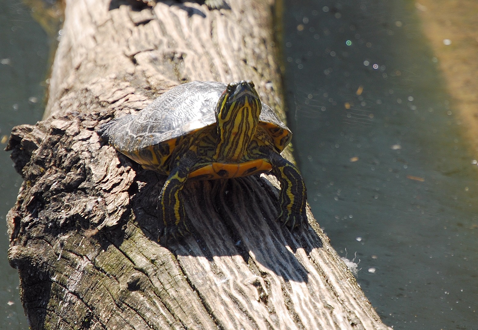 Tortue.