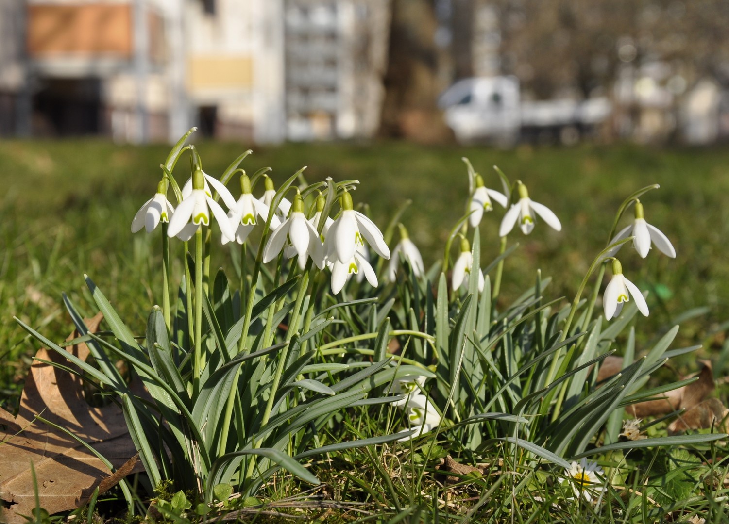 Frühlingsboten in der Stadt