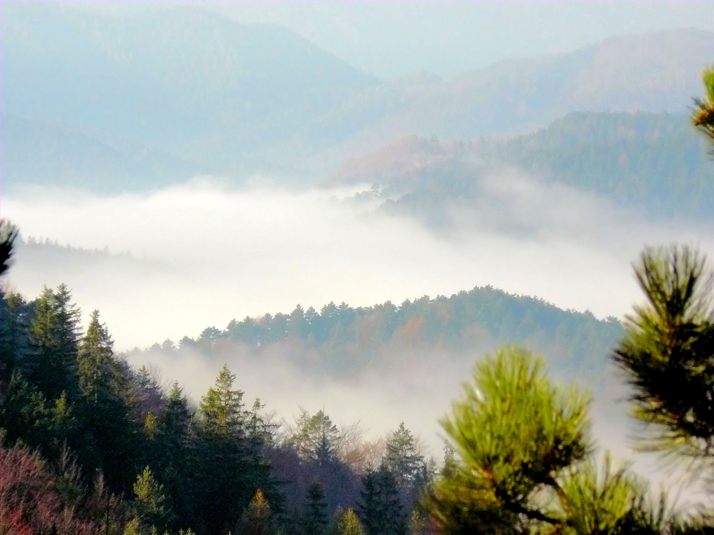 Herbstnebel2