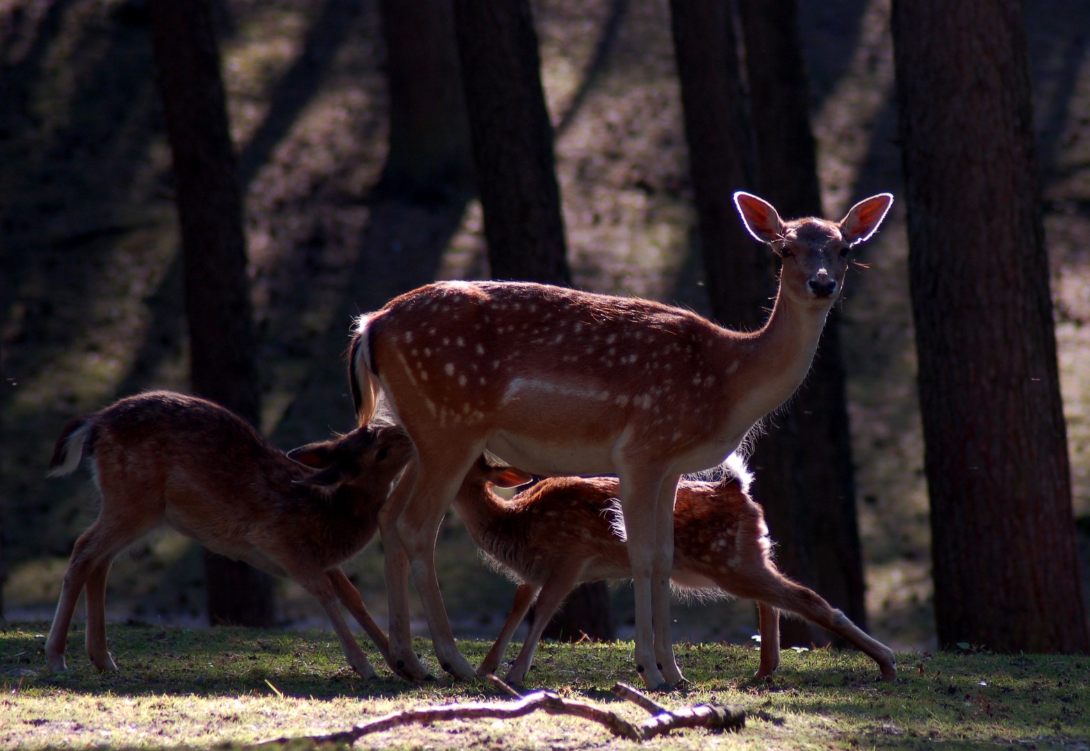 bambi