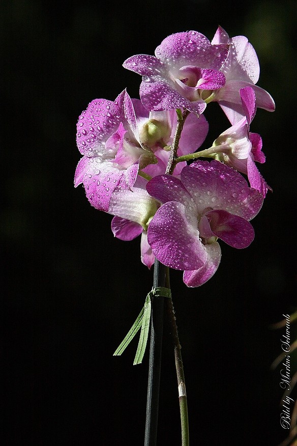 Wassertropfen auf Rosa