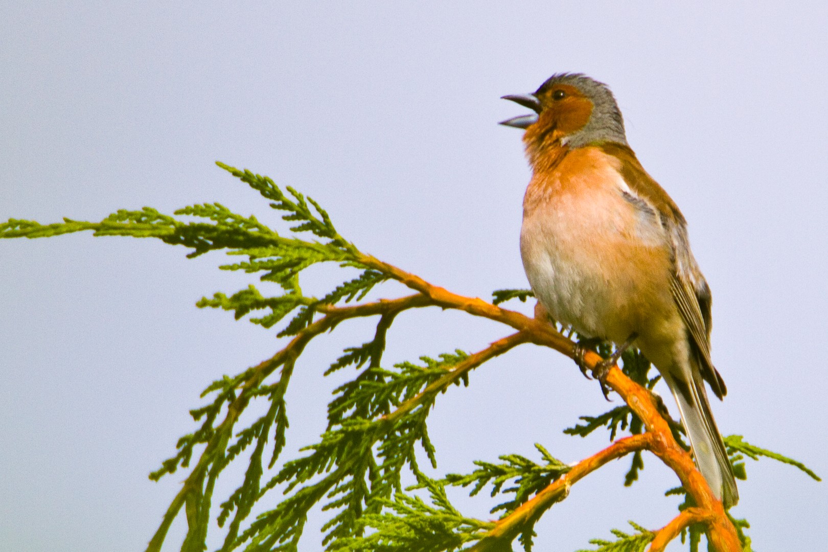 Singendes Buchfinkenmännchen