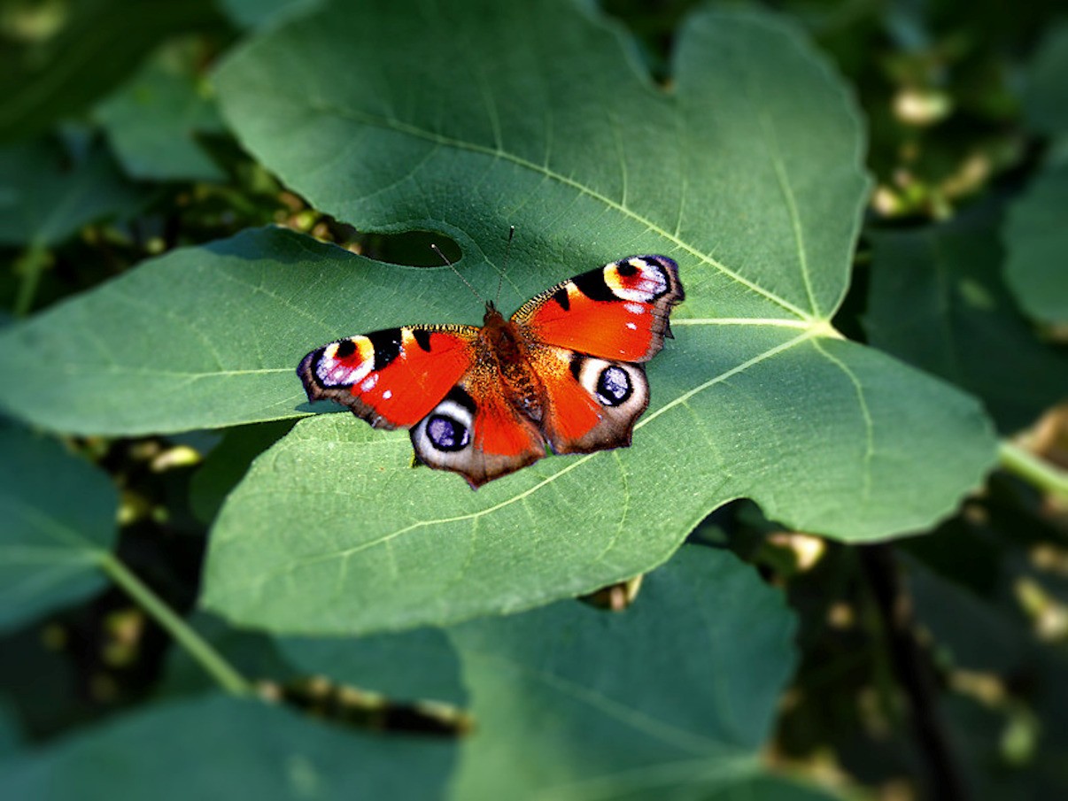 Schmetterling