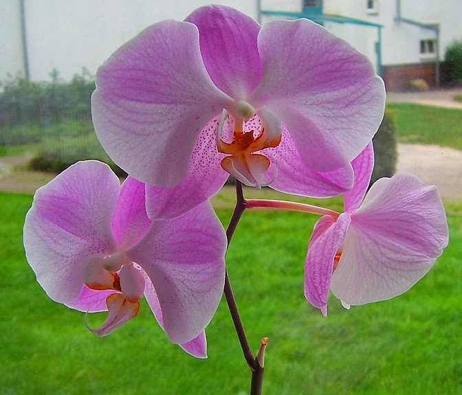 Orchideenblüte