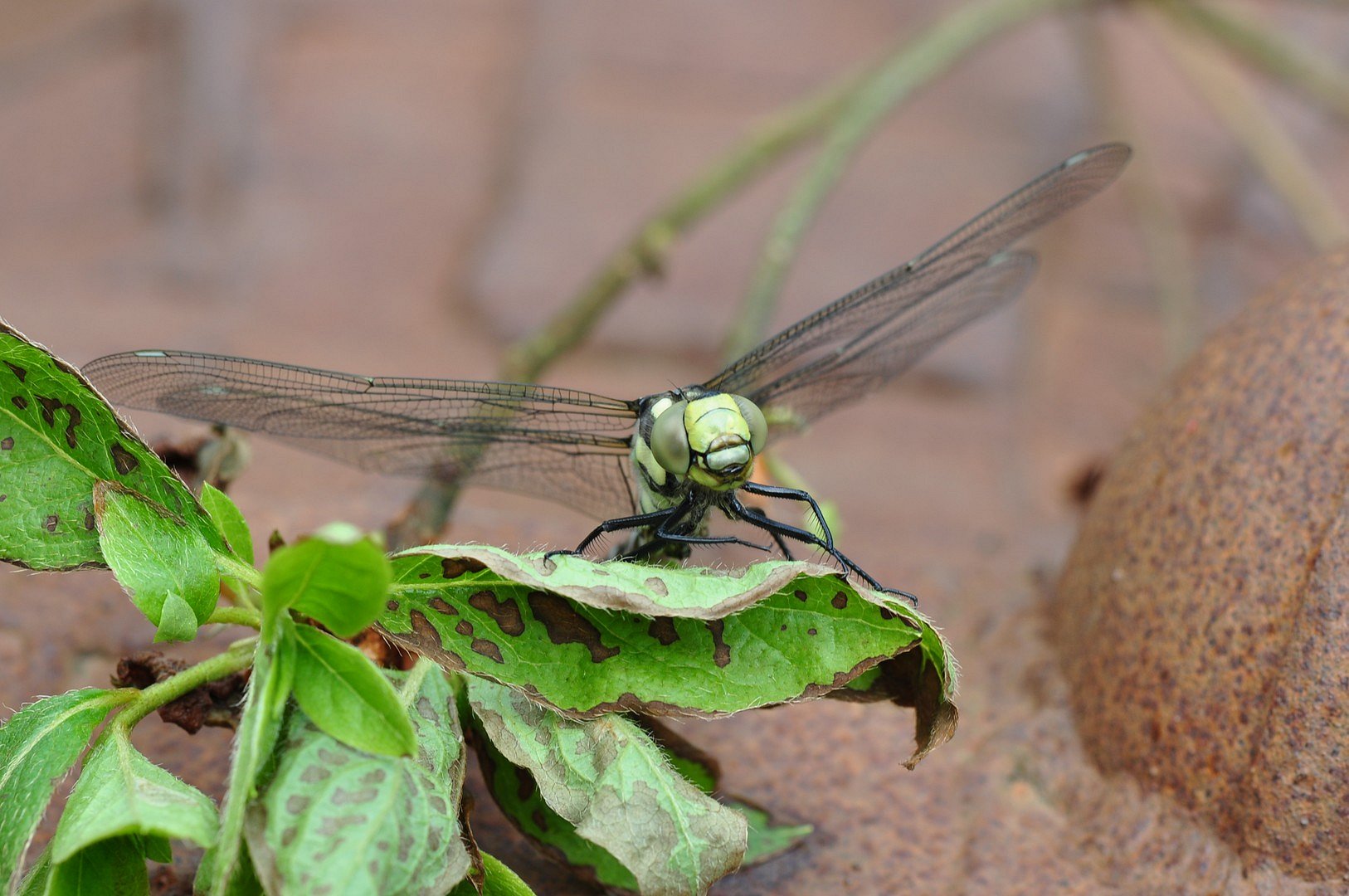 Libelle