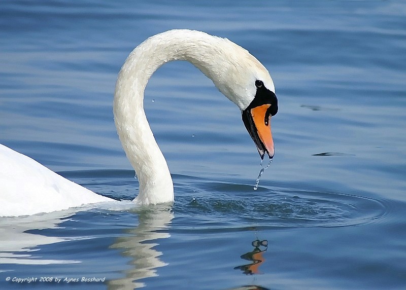 Mein schöner Schwan