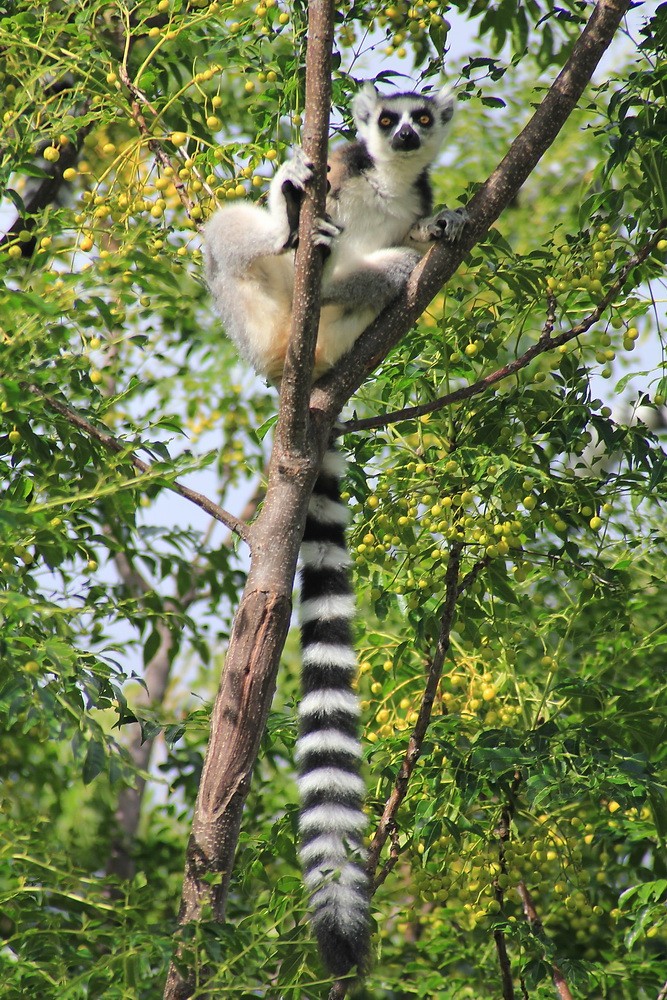 Lemur Catta en liberté