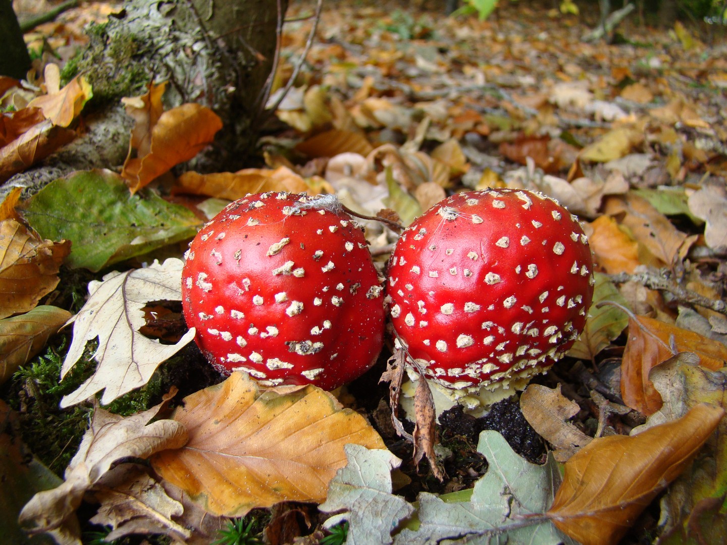 paddenstoelen