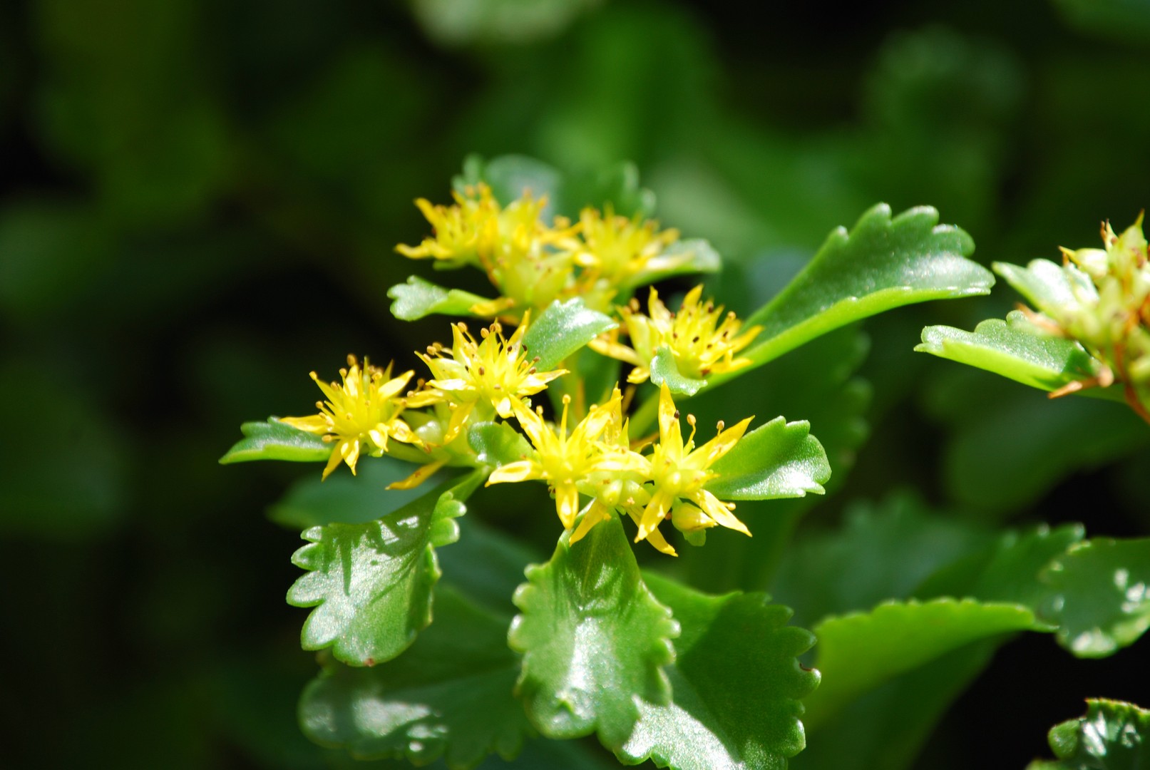 Fleurs jaunes.