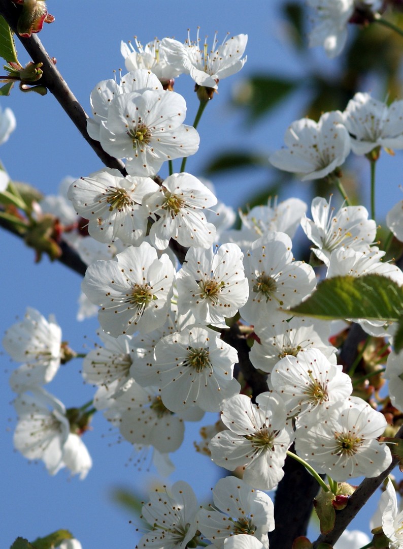 Kirschen in Nachbars Garten