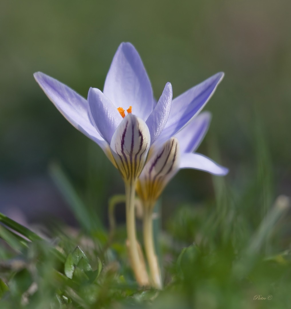 Crocus primaverile