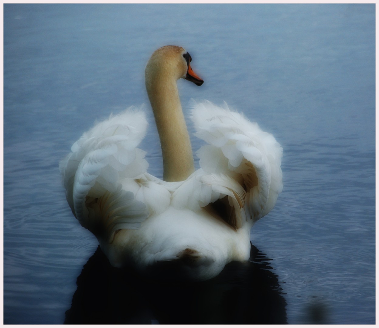 Swan 