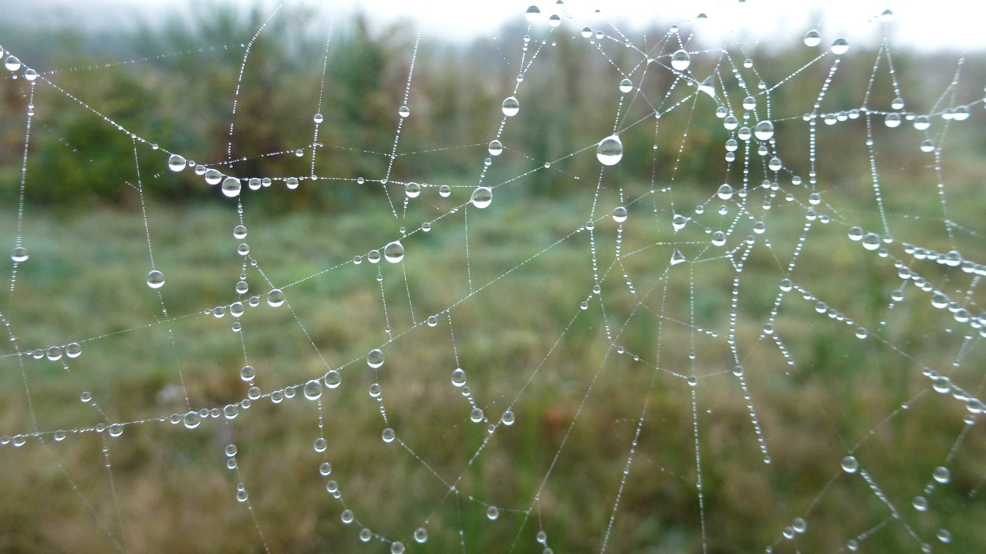 Perles de rosée