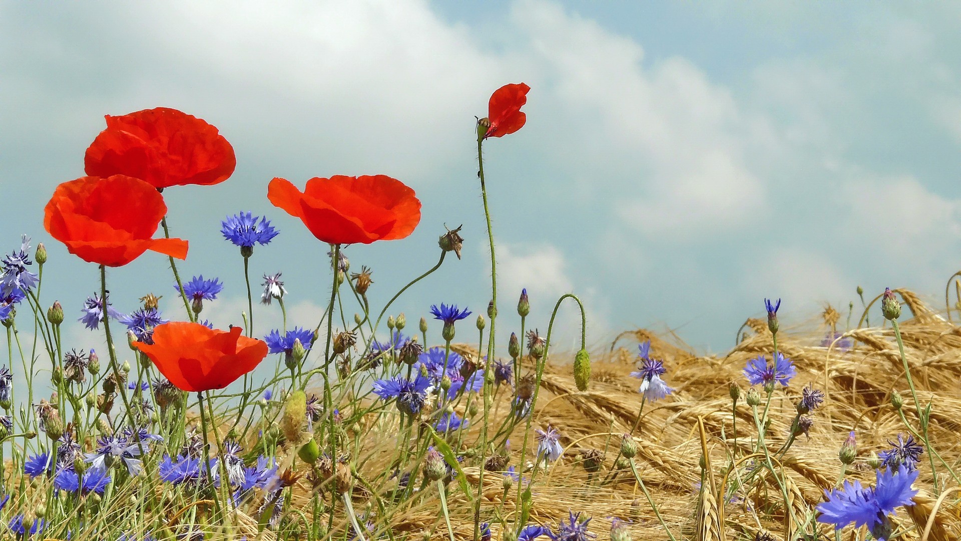 Mohnblumen im Kornfeld