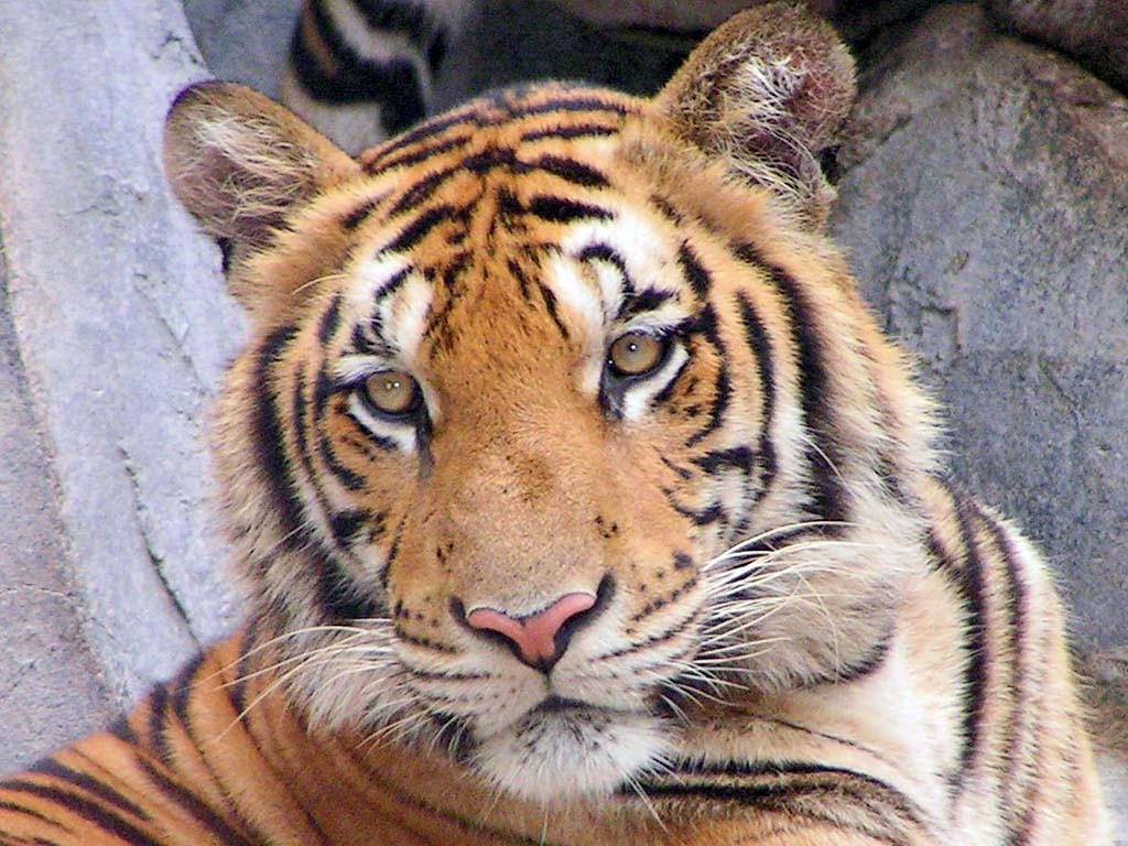 Bengal-Tiger in Thailand