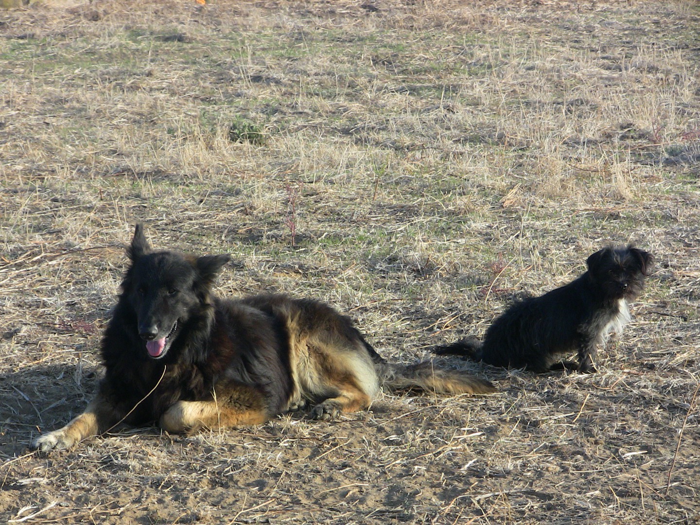 oso y nano