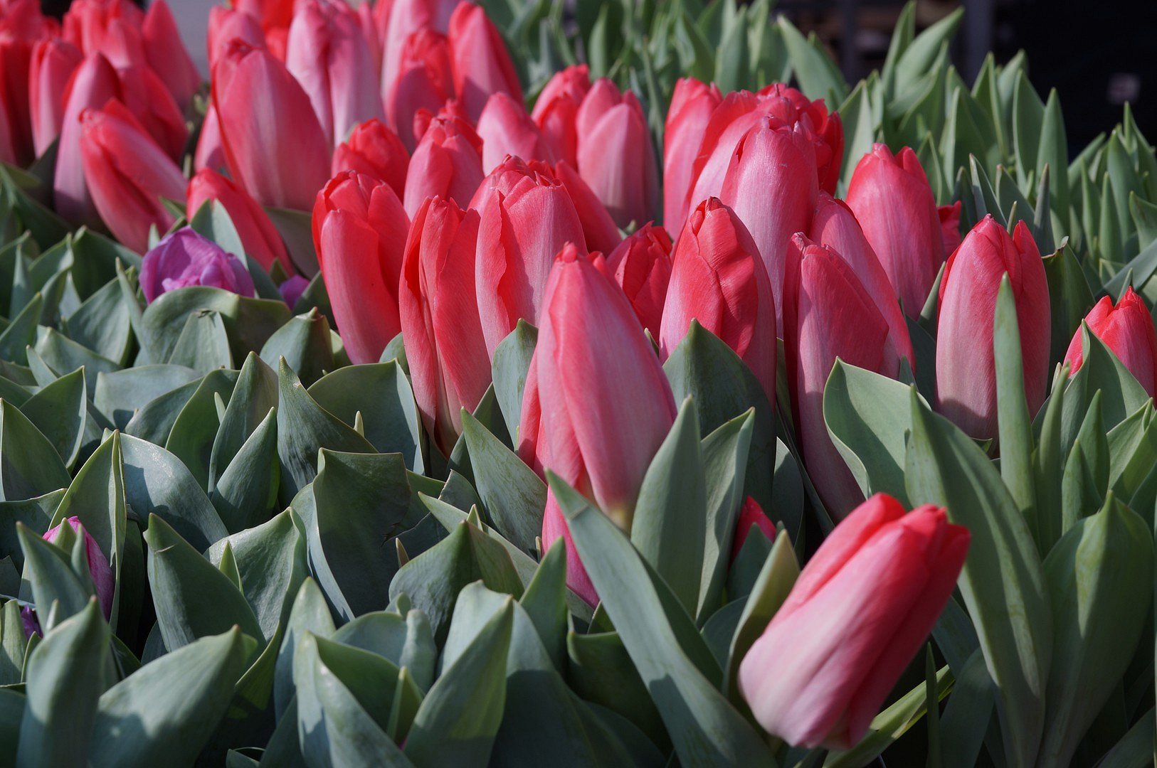 Tulpen - erste Frühlingsgrüße