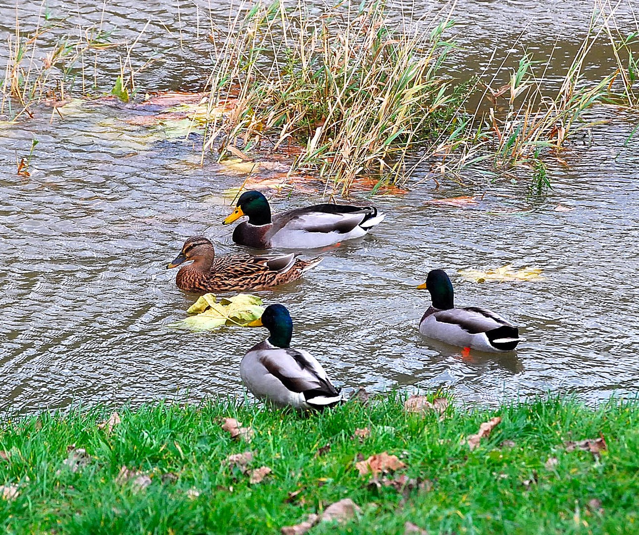 Canards.