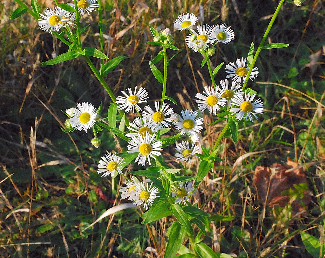 Fleurs.