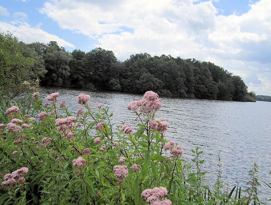 Der Wittsee