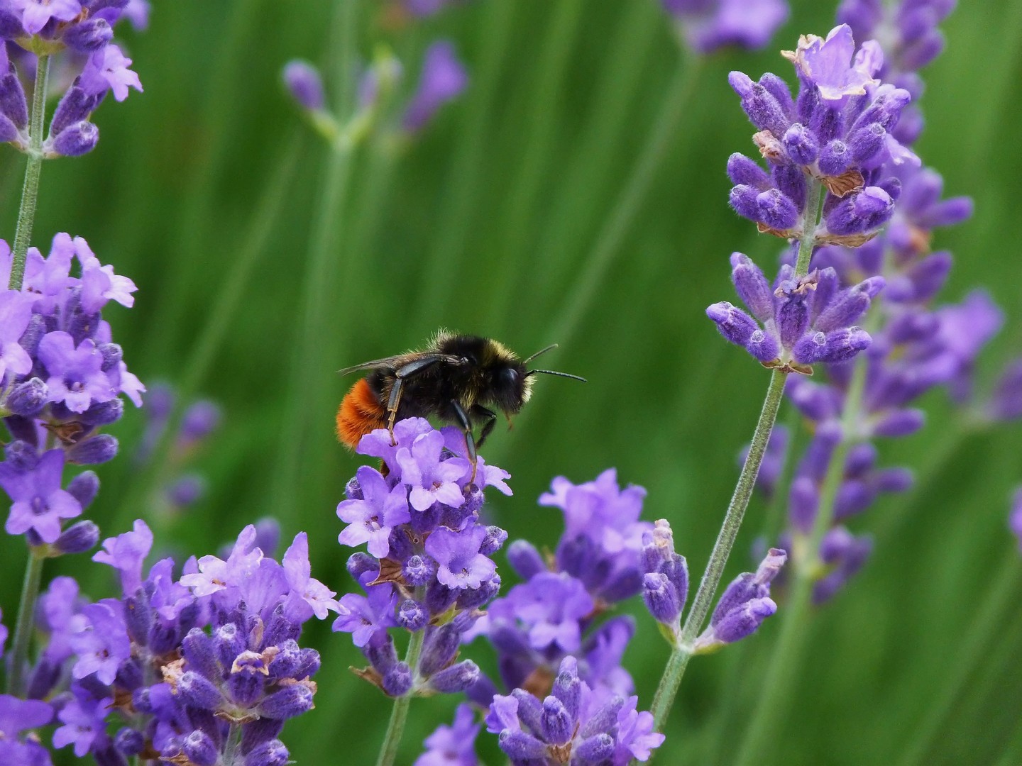 Hummel sitzt auf Lavendelblüte