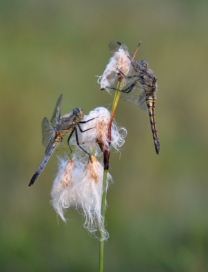 2 dragonfly's