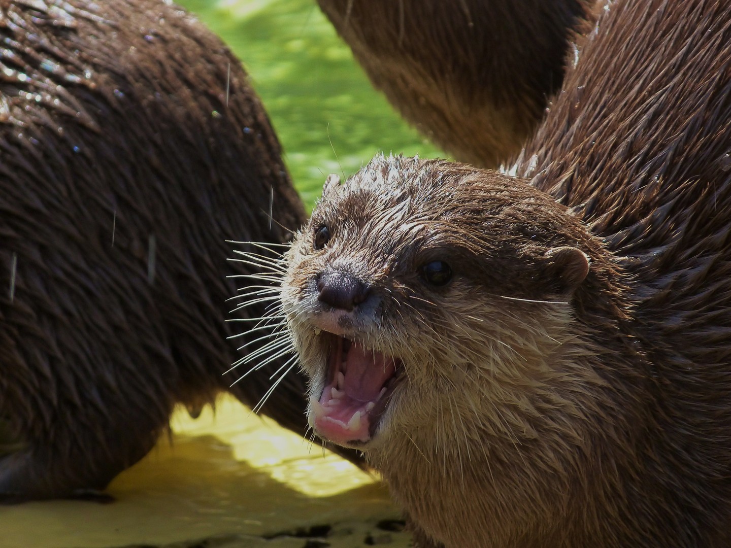 Seeotter