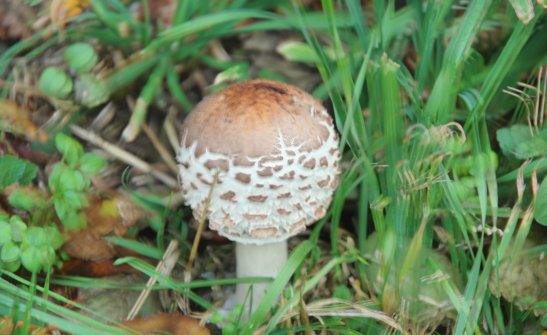 Pilz - HDR 3. Versuch freihand - Makro