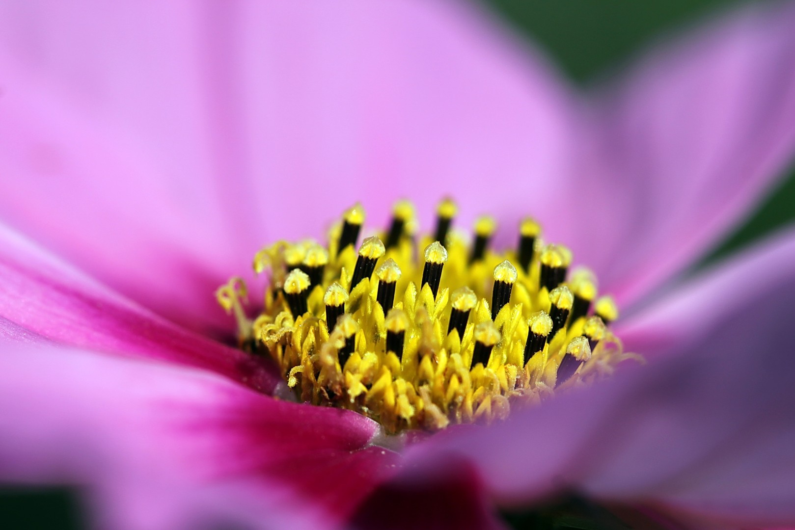 die Seele der Blüte