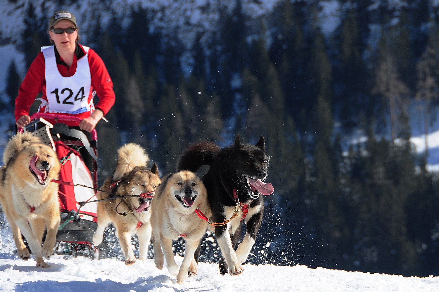 Schlittenhunderennen