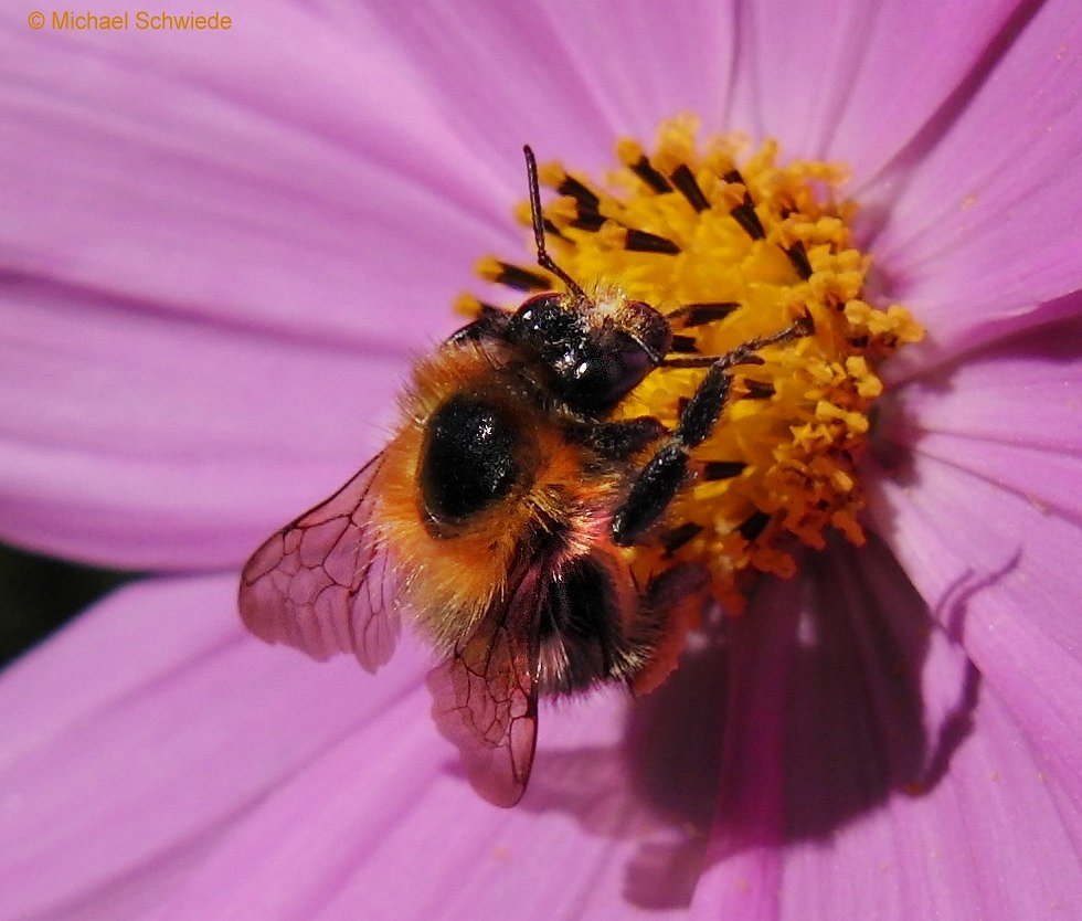 Bienchen