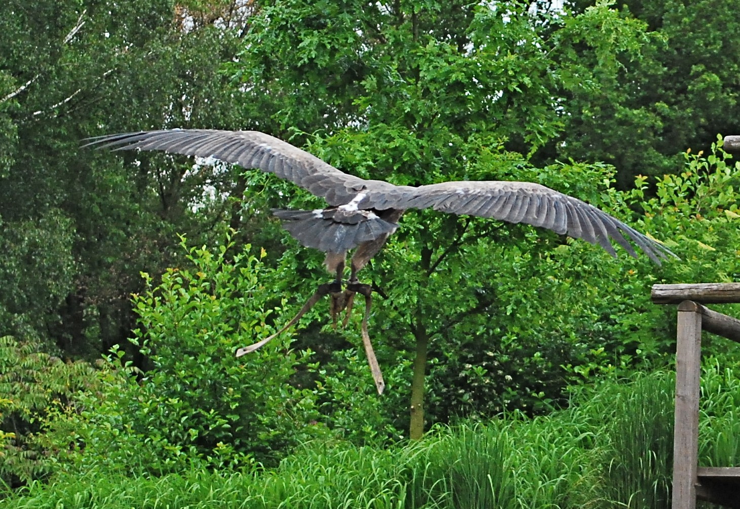 Roofvogel