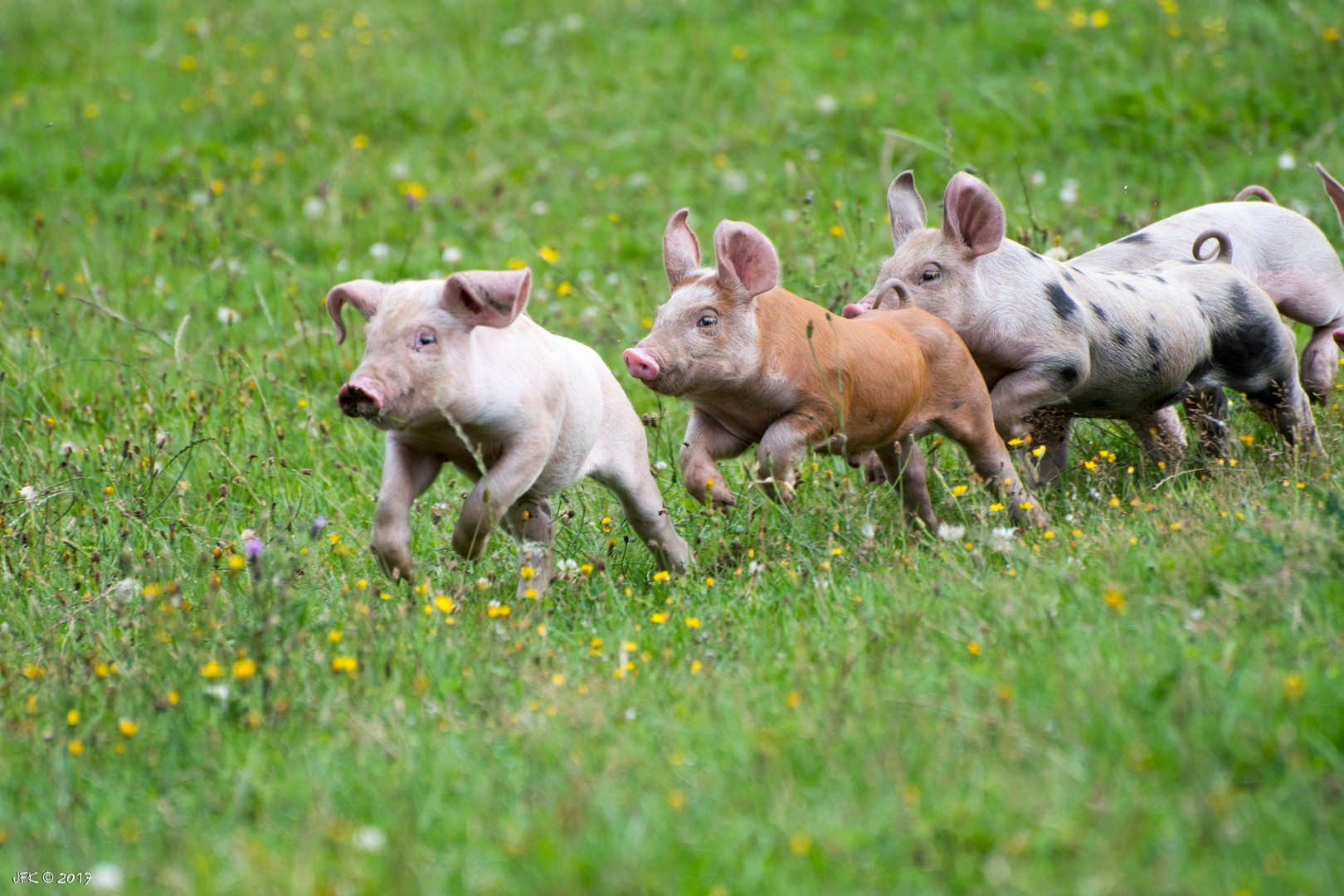 Course dans la pampa bretonne