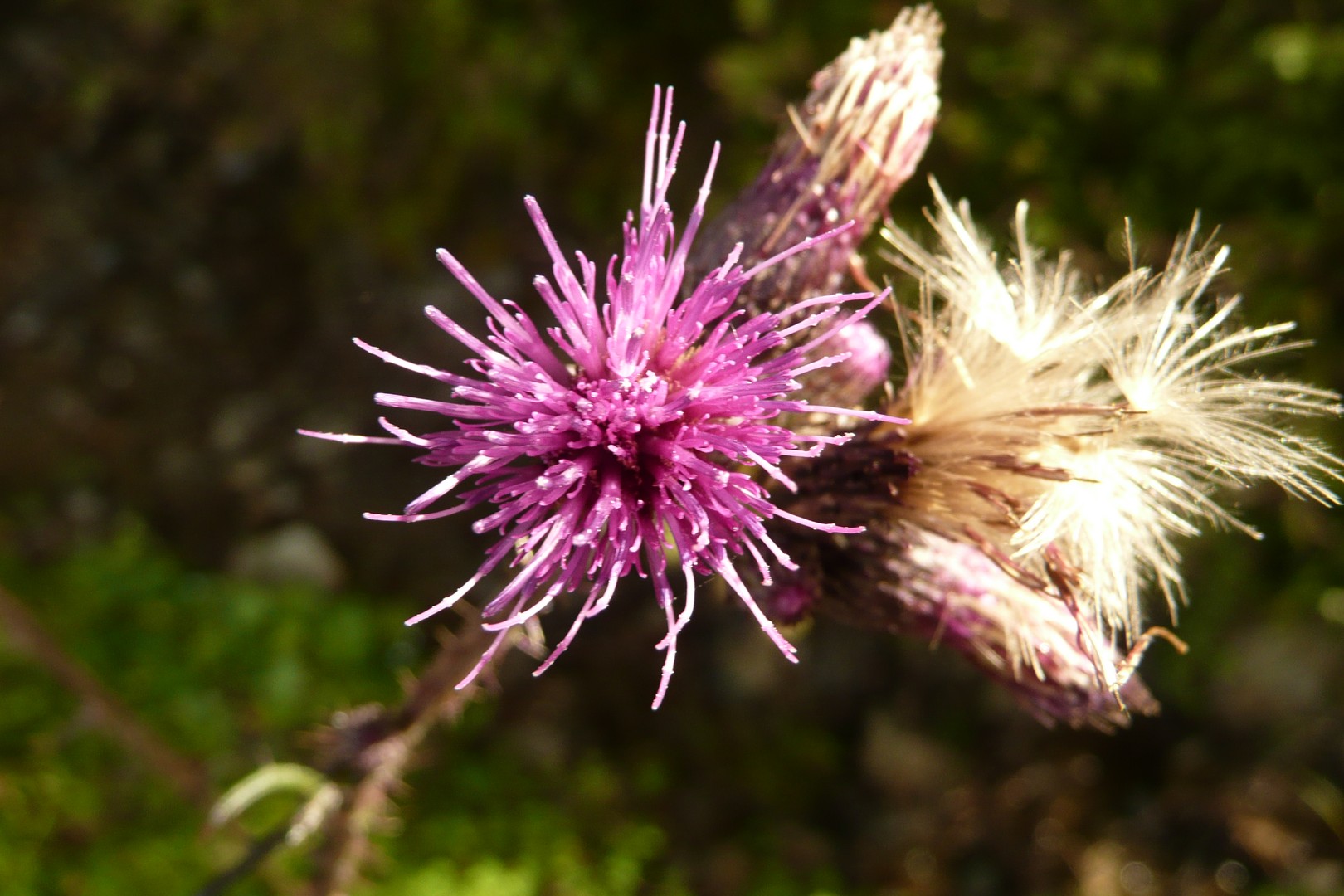 Vegetation in den Bergen