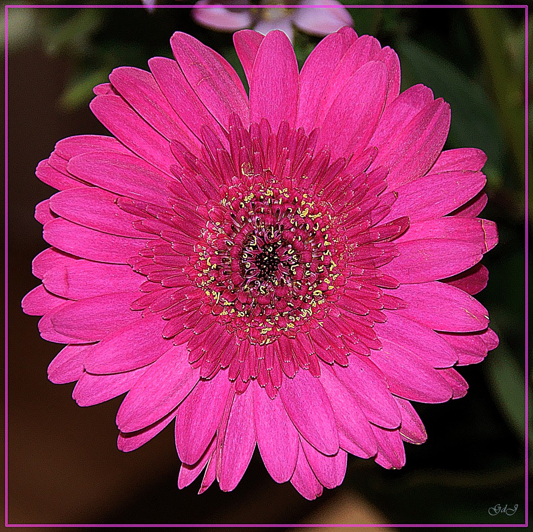 Gerbera