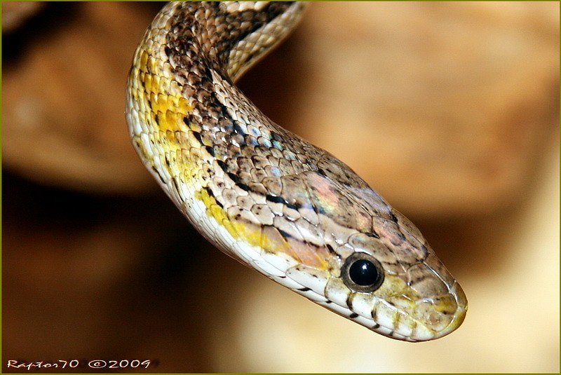 Pantherophis guttatus - Kornnatter