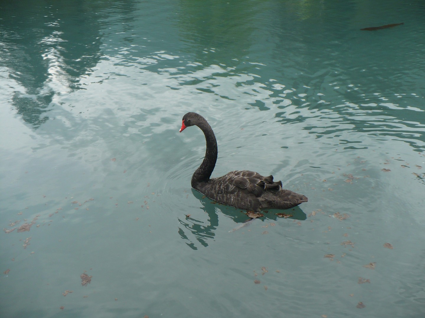 LE CYGNE et la TRUITE