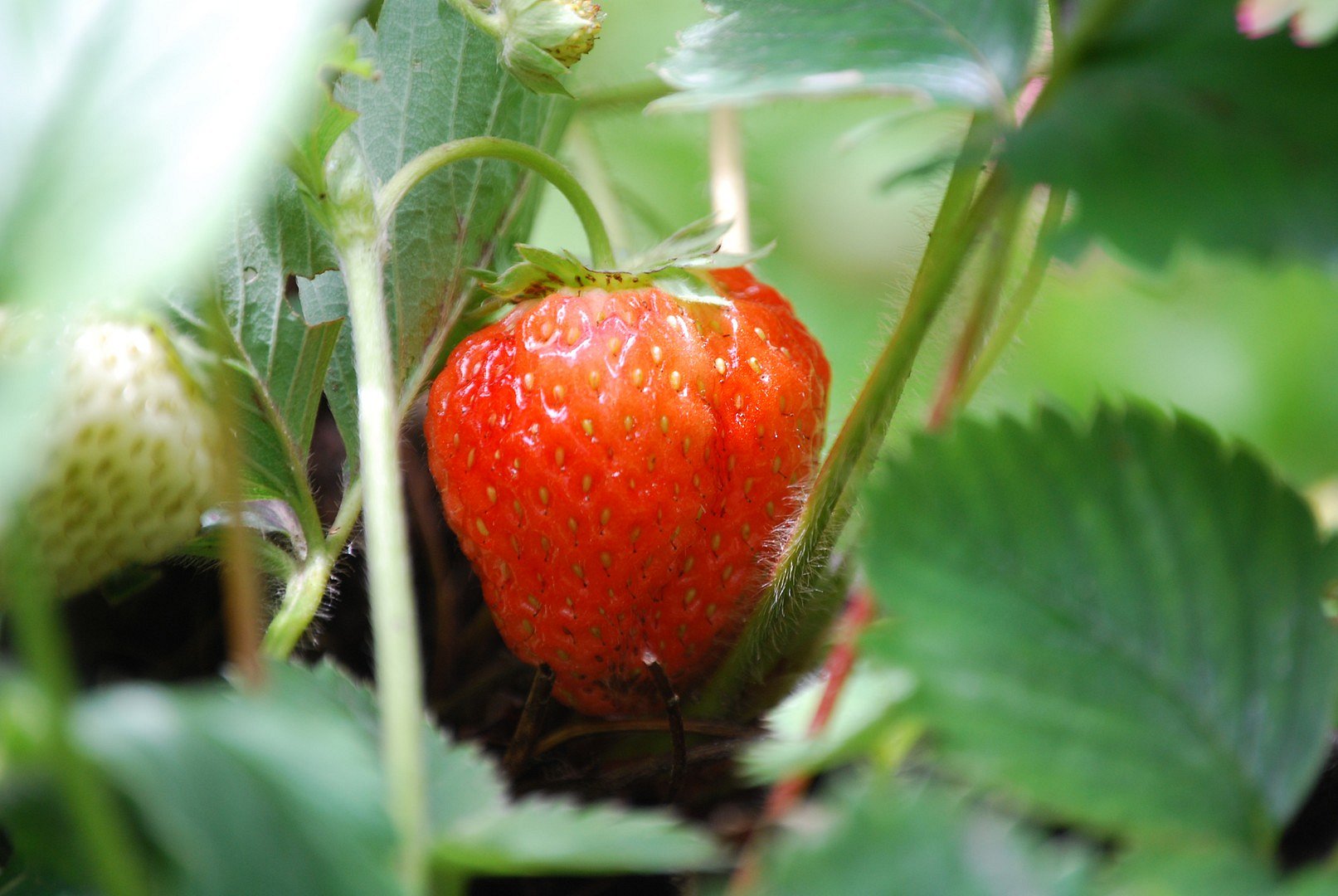 Fruit rouge.