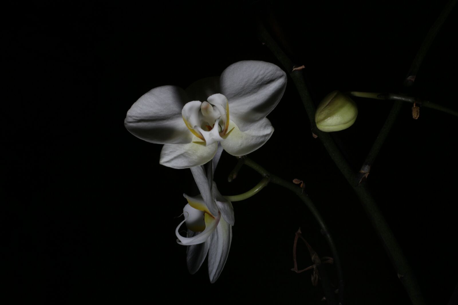 Die Orchidee